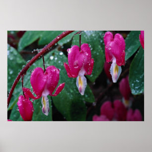 Poster Plusieurs fleurs de plante et d'eau de défenseur