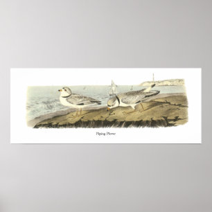 Poster Pluvier siffleur, John Audubon