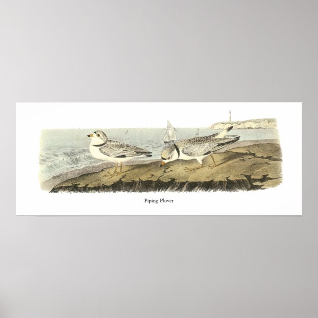 Poster Pluvier siffleur, John Audubon (Devant)