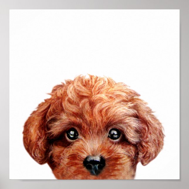 Poster Pochette de caniche de jouets (Devant)