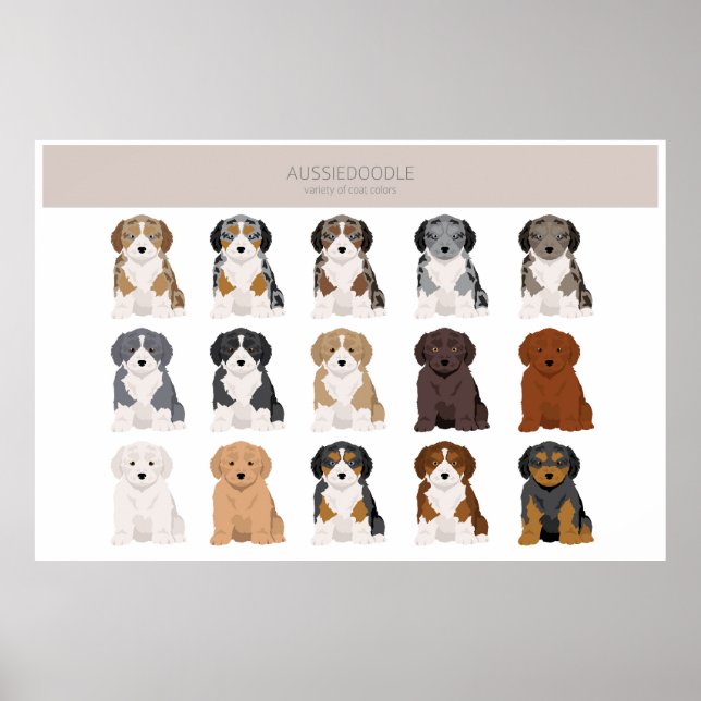 Poster Pochette de couleurs de chiot d'Aussiedoodle (Devant)