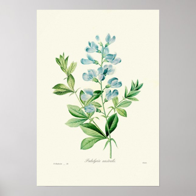 Poster Podalyria australis (Devant)