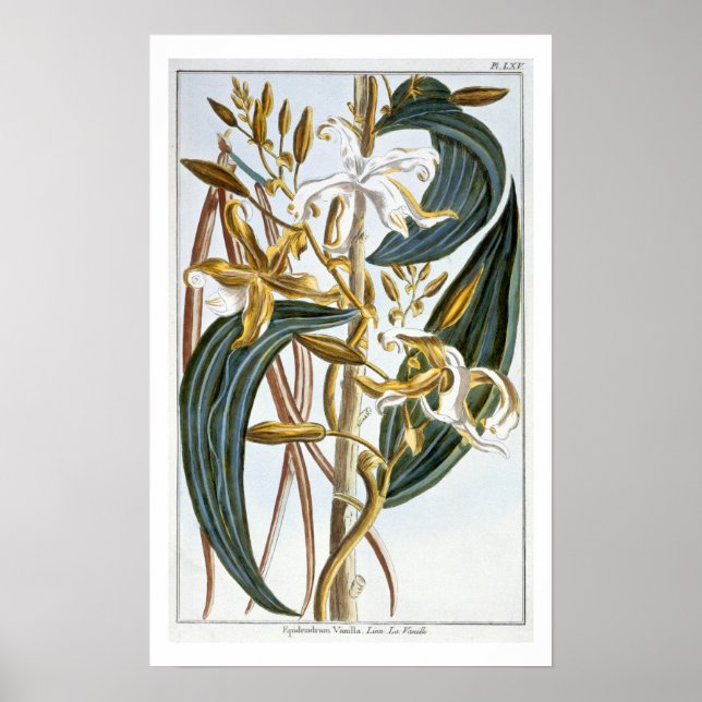 Poster Pods de vanille, assiette 65, de 'Collection Preci (Devant)