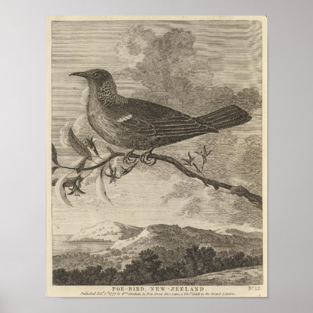 Poster Poebird, Nouvelle-Zélande (Devant)