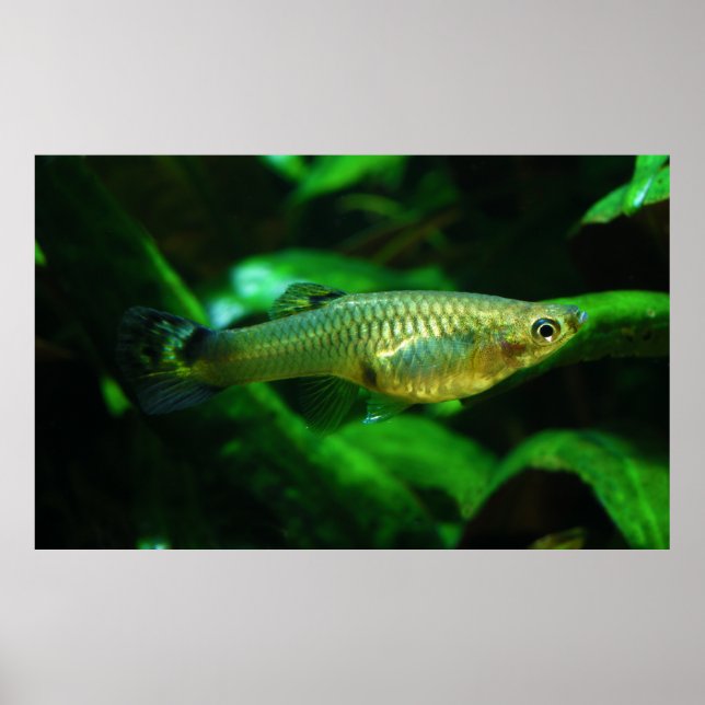 Poster Poecilia reticulata de poisson ou de goéland (Devant)