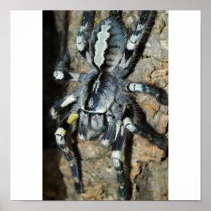 Poster Poecilotheria regalis en pleine vue