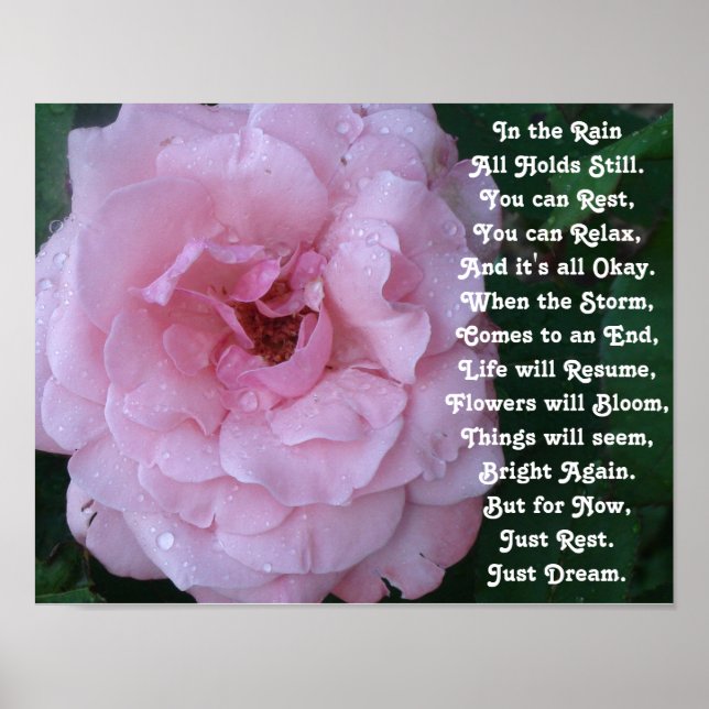 Poster Poème de pluie sur une belle rose rose avec goutte (Devant)