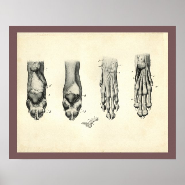 Poster Poignée de pied de chien - Anatomie vétérinaire Im (Devant)