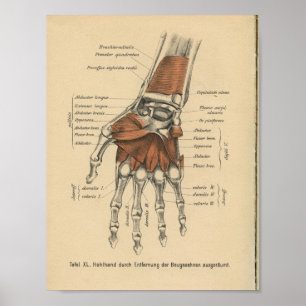 Poster Poignet de main d'impression d'anatomie d'Allemand