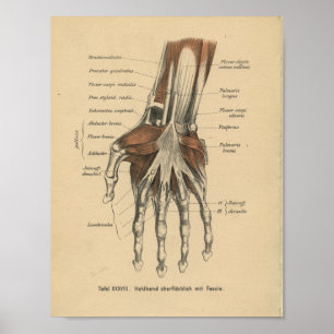 Poster Poignet de main d'impression d'anatomie d'Allemand