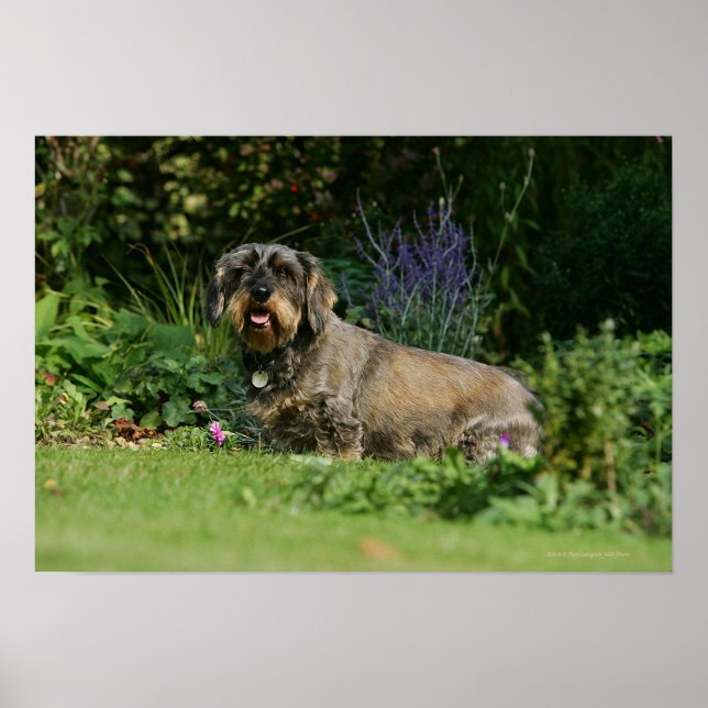 Poster Poil à fil standard Dachshund assis (Devant)