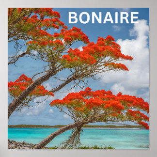 Poster Poinciana arbre dans bonaire beau