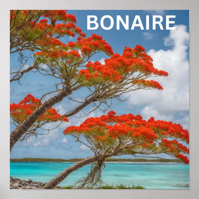 Poster Poinciana arbre dans bonaire beau (Devant)