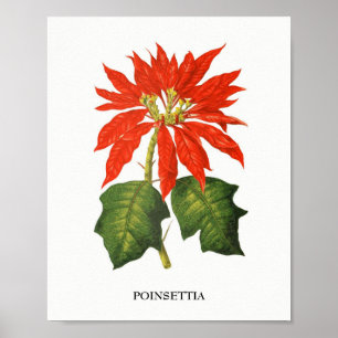 Poster Poinsettia Botanical Print