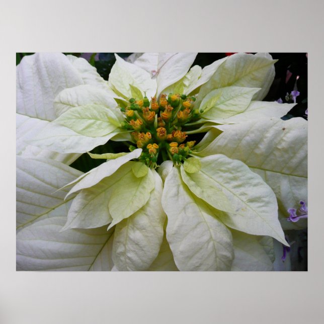Poster Poinsettia Elegant Christmas Holiday Floral (Devant)