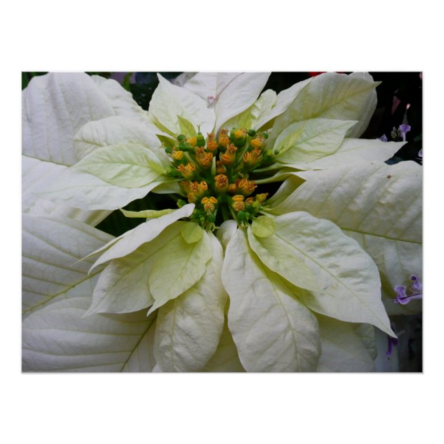 Poster Poinsettia Elegant Christmas Holiday Floral (Devant)