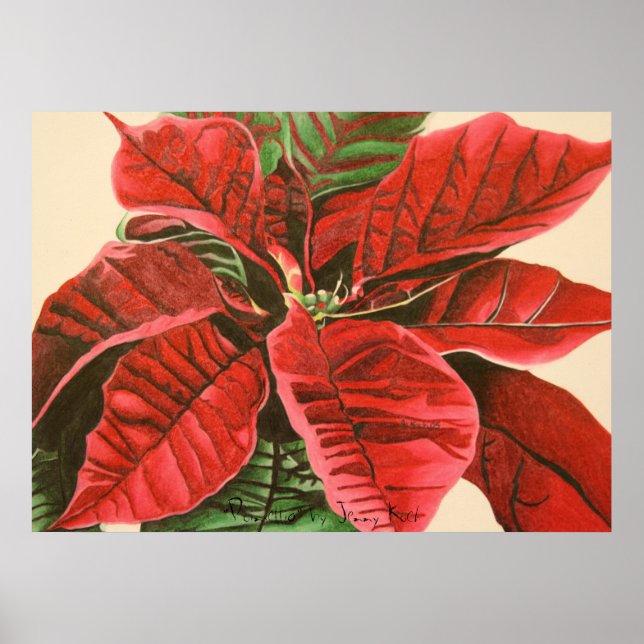 Poster "Poinsettia" par Jenny Koch (Devant)