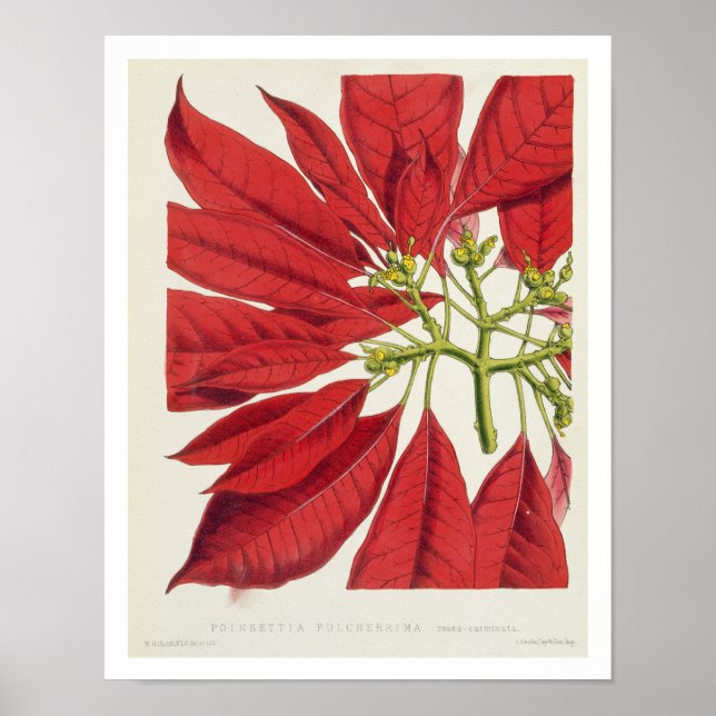 Poster Poinsettia Pulcherrima (litho couleur) (Devant)