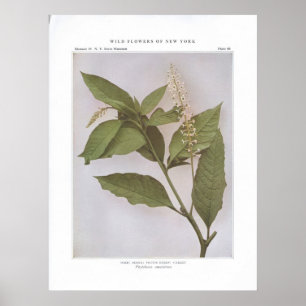 Poster Pointe; Skoke; Berry Pigeon; Garget