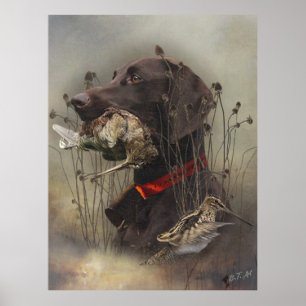 Poster Pointer allemand à poil court