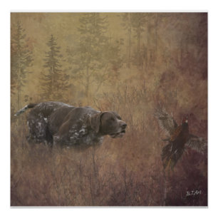 Poster Pointeur à poils courts allemand