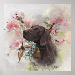 Poster Pointeur court allemand