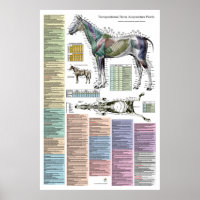 Points d'acupuncture équine du cheval Vétérinaire
