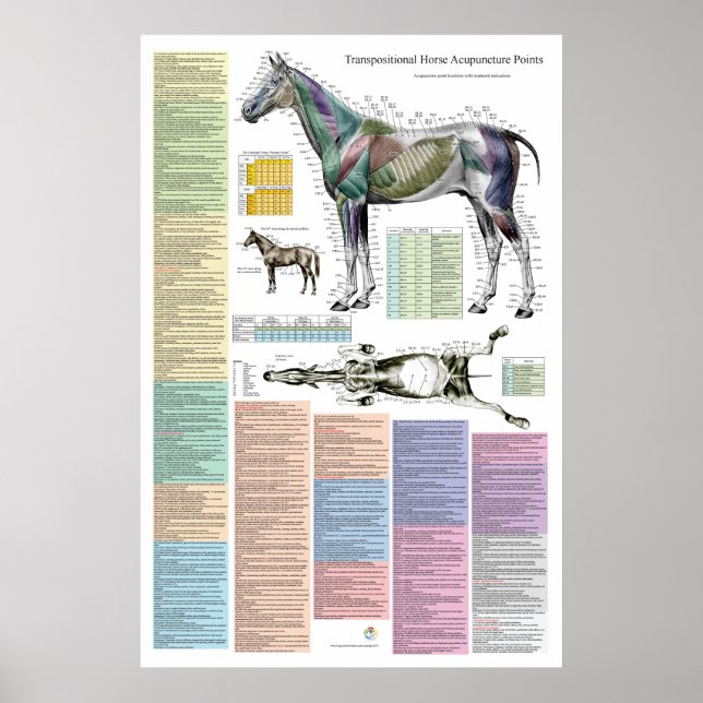 Poster Points d'acupuncture équine du cheval Vétérinaire (Devant)
