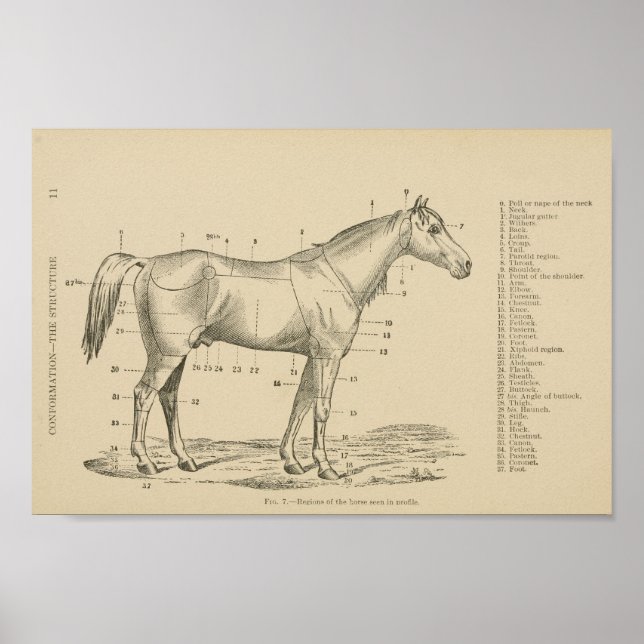 Poster Points de conformation du cheval (Devant)
