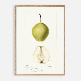Poster Poire d'aquarelle pomologique, fruit vintage