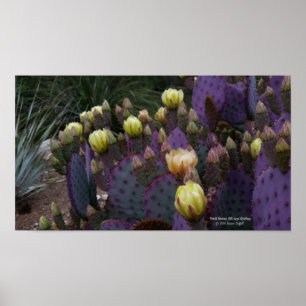 Poster Poire pourpre opuntie cactus fleurs jaunes