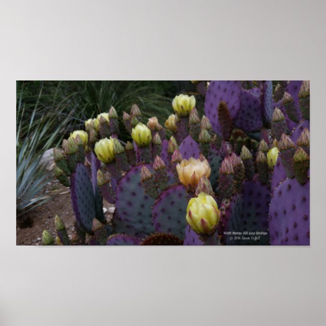 Poster Poire pourpre opuntie cactus fleurs jaunes (Devant)
