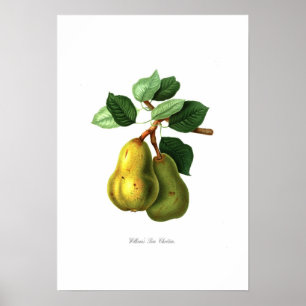 Poster Poire Williams Bon Chrétien