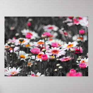 Poster Poireaux roses : rose Fleur Couleur Tache Photogra