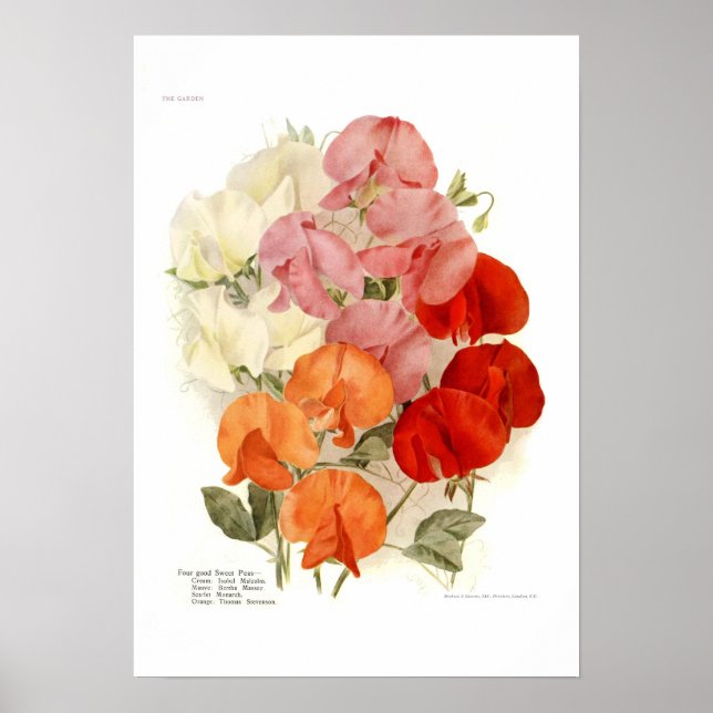 Poster Pois doux (Devant)