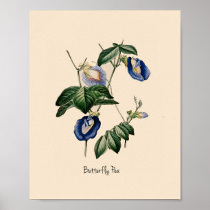Poster Pois papillon Fleur botanique