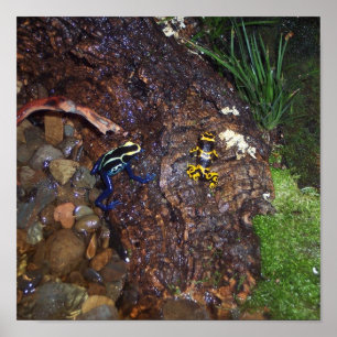 Poster Poison de grenouilles