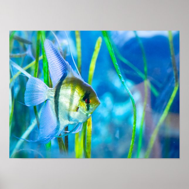 Poster Poisson (Devant)