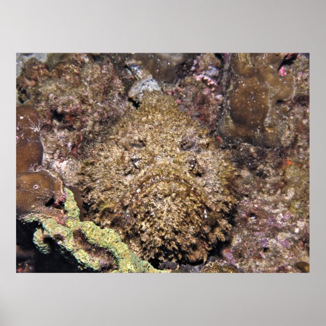 Poster Poisson (Devant)