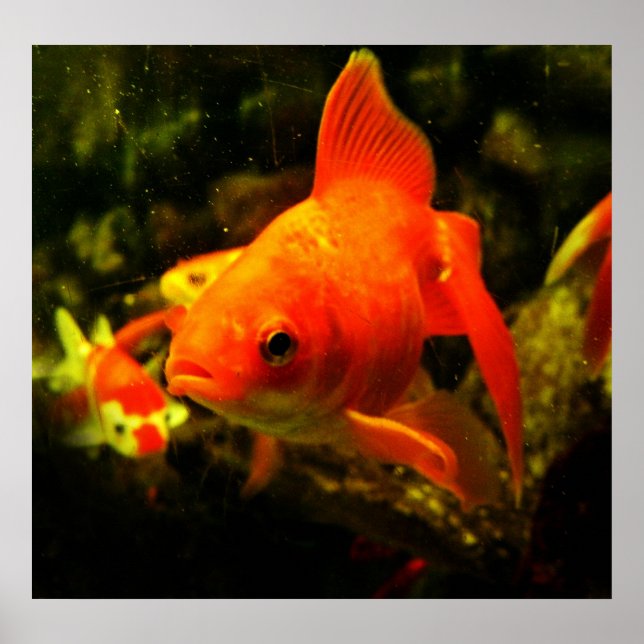 Poster poisson (Devant)