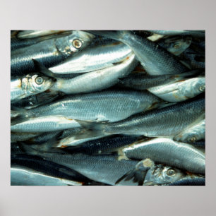Poster Poisson