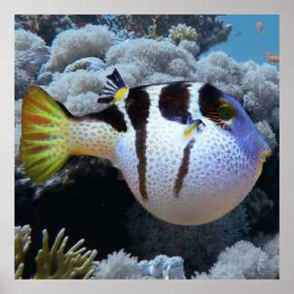 Poster Poisson
