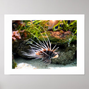 Poster Poisson