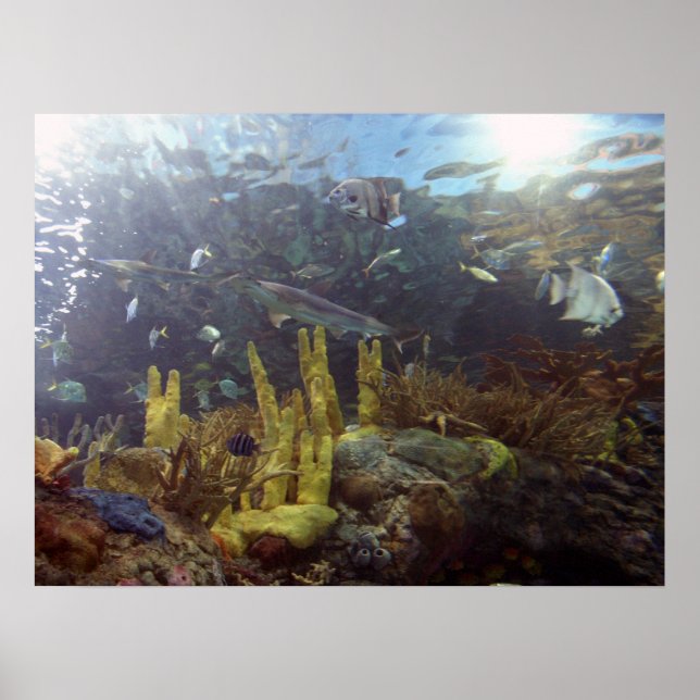 Poster Poisson2 (Devant)