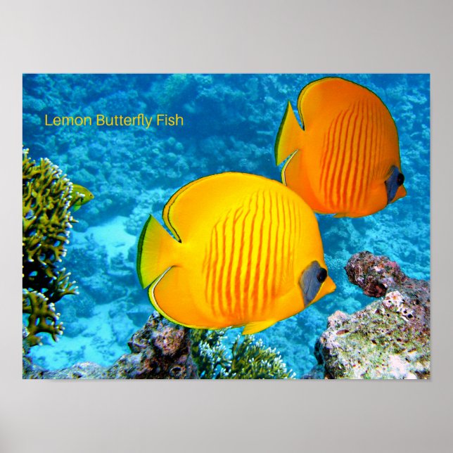 Poster Poisson à papillon de citron (Devant)