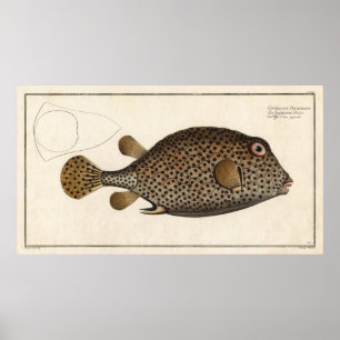 Poster Poisson à tronc tacheté Bloc Vintage Imprimer