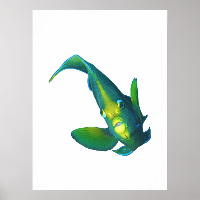 Poster Poisson ange - Conception abstraite - Découpé d'un (Devant)