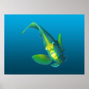 Poster Poisson ange - Élégance sur fond bleu dégradé  