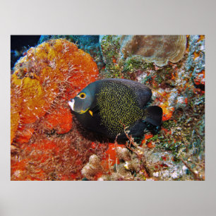 Poster Poisson-ange français dans le corail