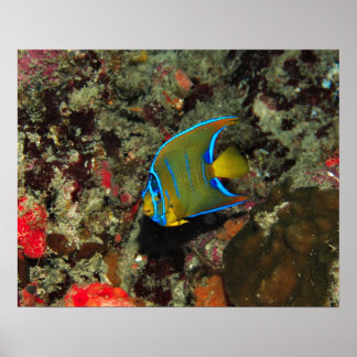 Poster Poisson-ange juvénile